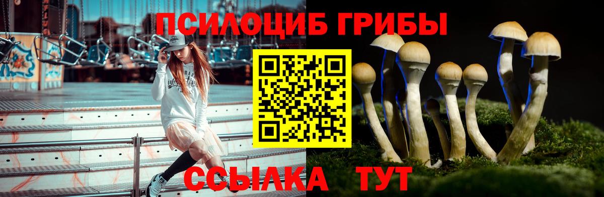 Галлюциногенные грибы Psilocybe Шали